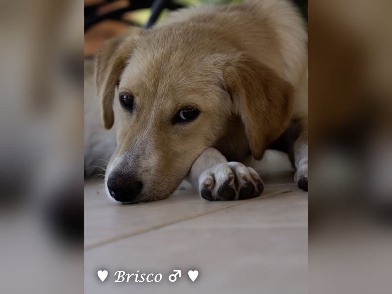 Brisco sucht ein Zuhause