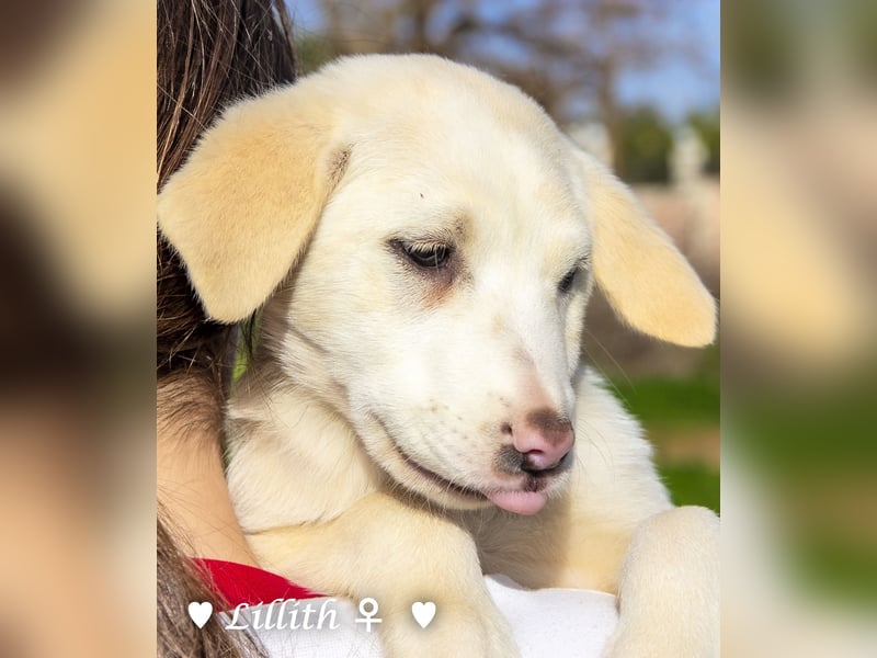 Lillith sucht ein Zuhause