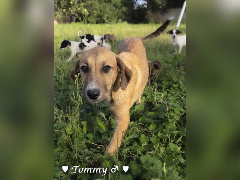 Tommy sucht ab sofort ein Zuhause