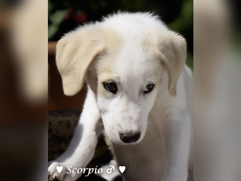 Badu, Baja,  Bambi, Scorpio und   Brownie suchen ab August ein Zuhause