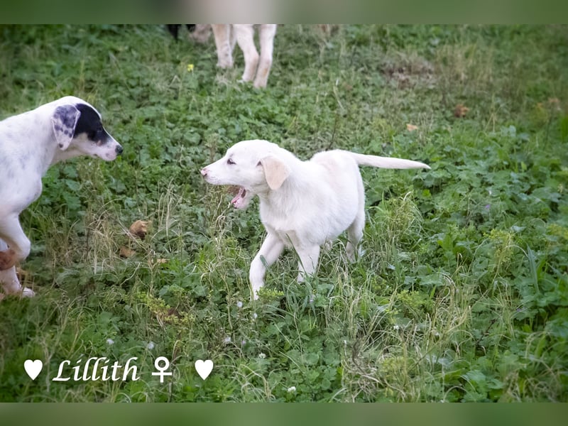 Lillith sucht ein Zuhause