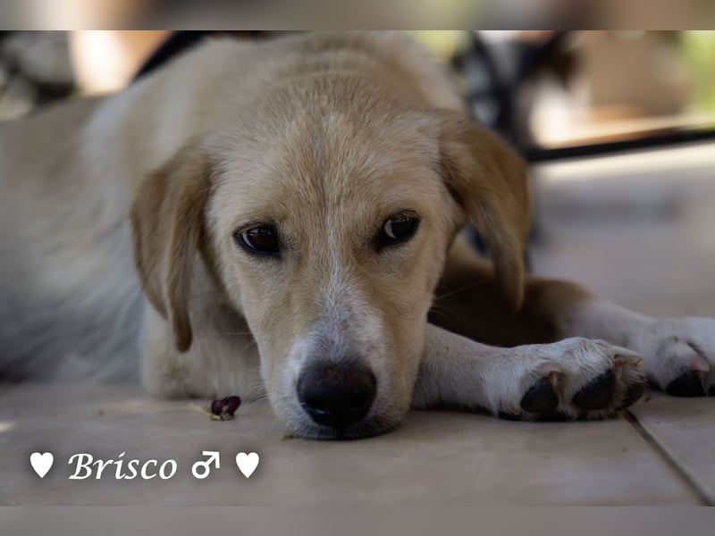 Brisco sucht ein Zuhause