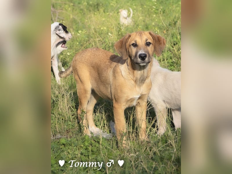 Tommy sucht ab sofort ein Zuhause