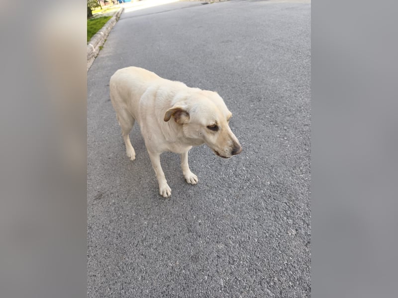 **LUNA**, Labrador Mix, ca 4 Jahre, weiblich kastriert