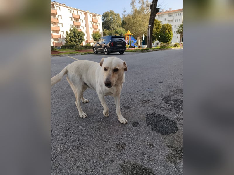 **LUNA**, Labrador Mix, ca 4 Jahre, weiblich kastriert