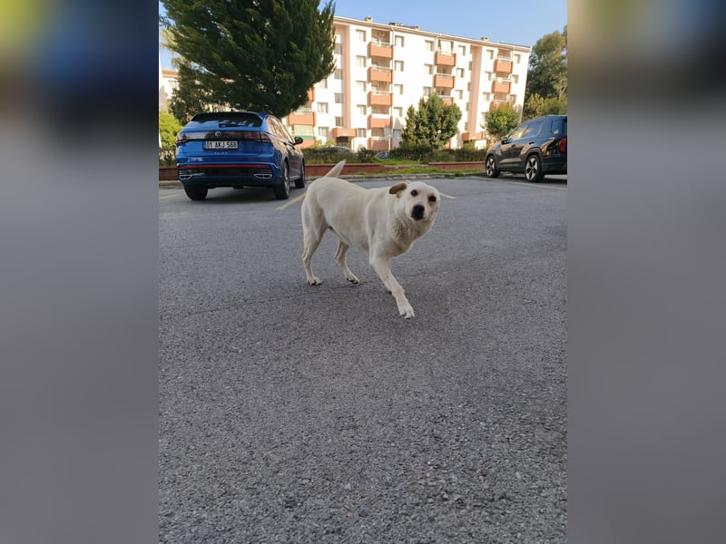 **LUNA**, Labrador Mix, ca 4 Jahre, weiblich kastriert