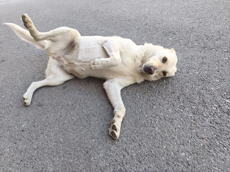 **LUNA**, Labrador Mix, ca 4 Jahre, weiblich kastriert