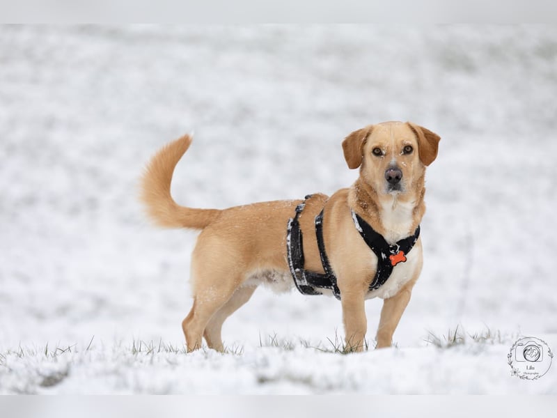 Oli sucht ein erfahrenes Zuhause