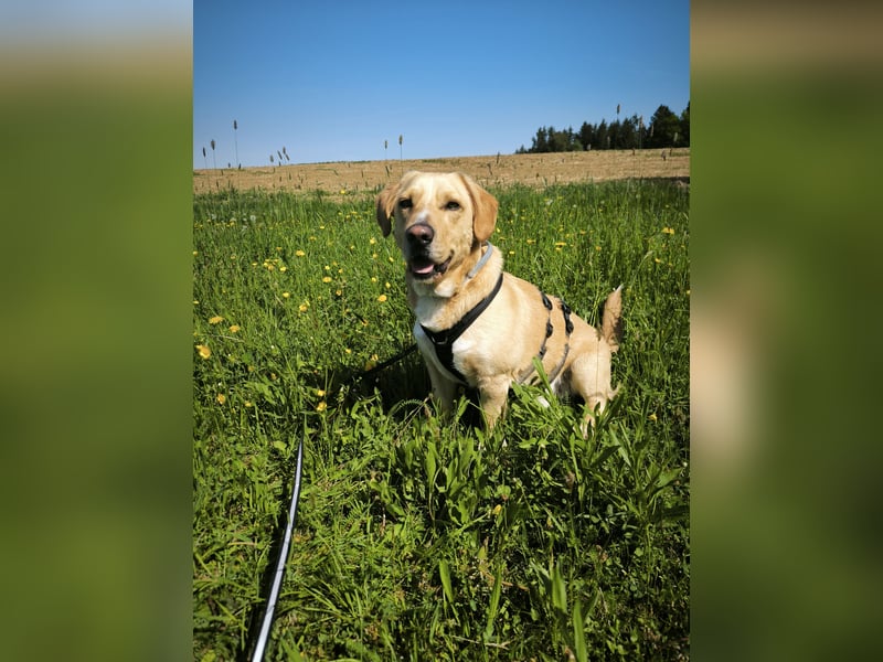 Oli sucht ein erfahrenes Zuhause