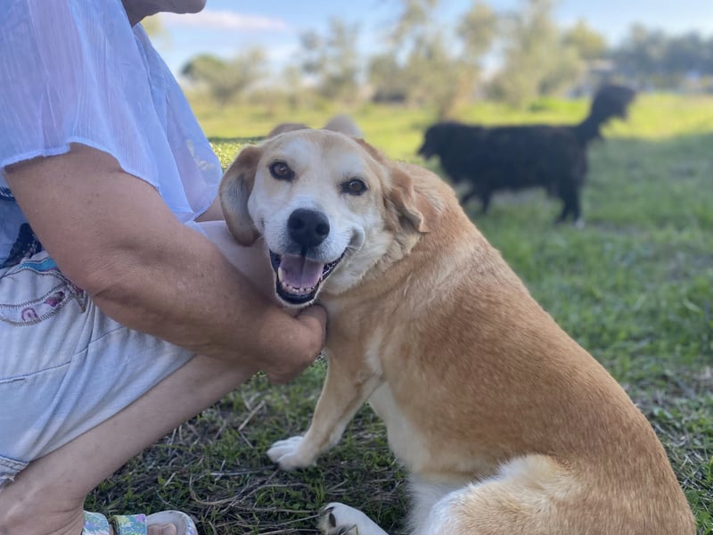 Marylou – eine sanfte, kuschelige Hundedame sucht ihr Glück