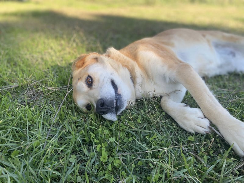 Marylou – eine sanfte, kuschelige Hundedame sucht ihr Glück