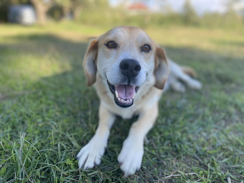 Marylou – eine sanfte, kuschelige Hundedame sucht ihr Glück