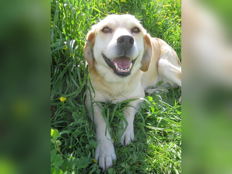 Marylou – eine sanfte, kuschelige Hundedame sucht ihr Glück