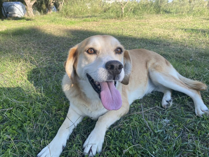 Marylou – eine sanfte, kuschelige Hundedame sucht ihr Glück