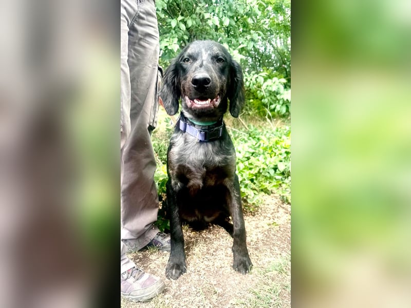 Budha, lieber, gut gelaunter Retriever Mischlingsrüde geb. 10/2025