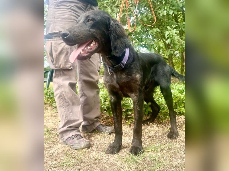 Budha, lieber, gut gelaunter Retriever Mischlingsrüde geb. 10/2025