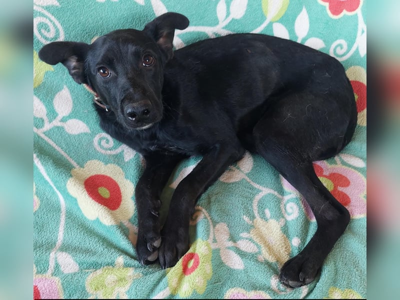 Pluto, lieber Labrador Mischling geb. 2024