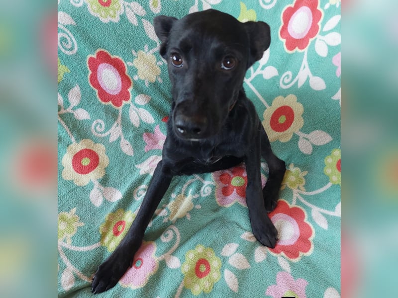 Pluto, lieber Labrador Mischling geb. 2024