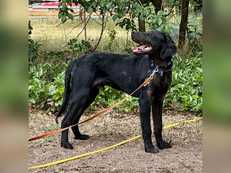 Budha, lieber, gut gelaunter Retriever Mischlingsrüde geb. 10/2025