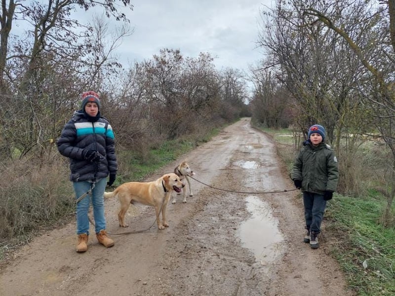 Labrador Rüde geb.2014