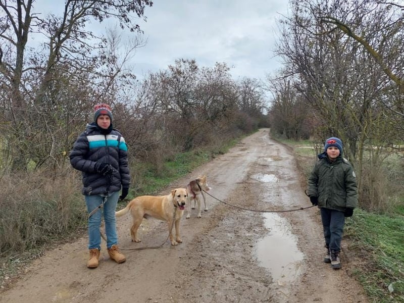 Rektor Labrador Mix Rüde geb. 2014