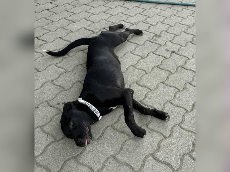 Zobra, verspielte Labradormix Junghündin geb. 2024