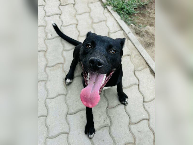 Zobra, verspielte Labradormix Junghündin geb. 2024