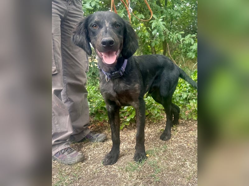 Budha, lieber, gut gelaunter Retriever Mischlingsrüde geb. 10/2025