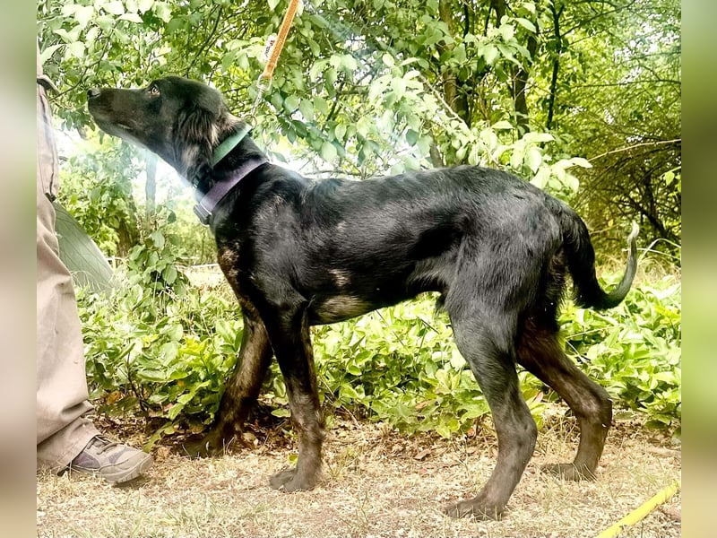 Budha, lieber, gut gelaunter Retriever Mischlingsrüde geb. 10/2025