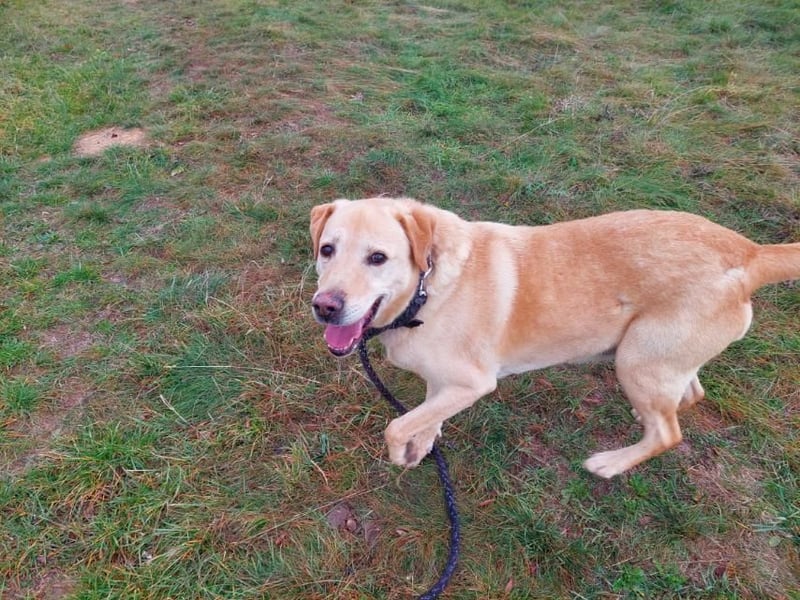 Labrador Rüde geb.2014