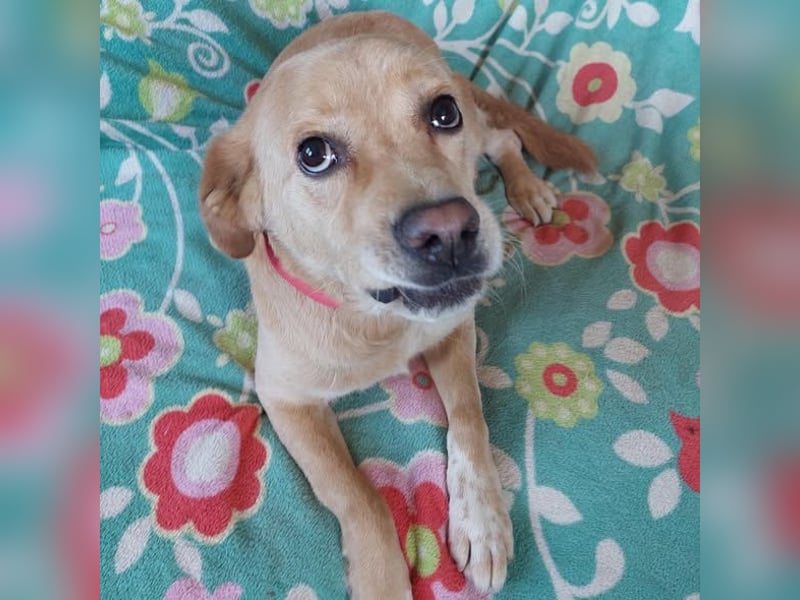 Szösz snfter freundlicher Labrador Mix