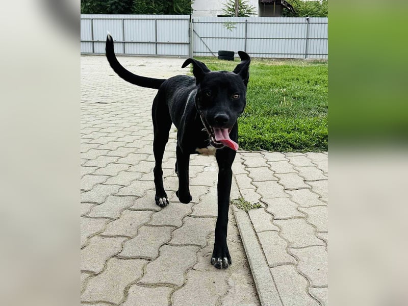 Zobra, verspielte Labradormix Junghündin geb. 2024