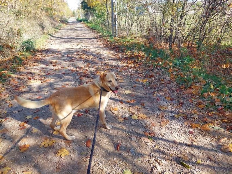 Labrador Rüde geb.2014