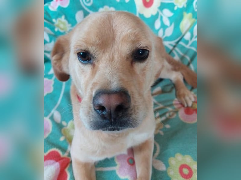 Szösz snfter freundlicher Labrador Mix