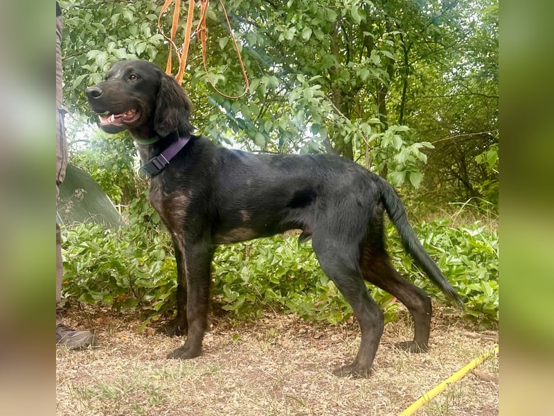 Budha, lieber, gut gelaunter Retriever Mischlingsrüde geb. 10/2025