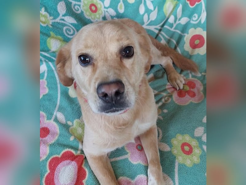 Szösz snfter freundlicher Labrador Mix