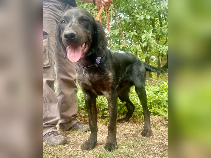 Budha, lieber, gut gelaunter Retriever Mischlingsrüde geb. 10/2025
