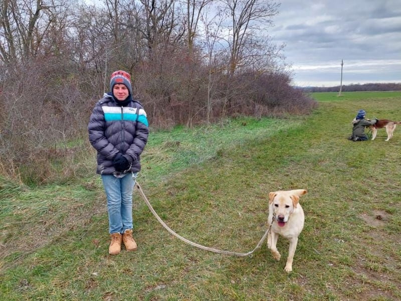 Labrador Rüde geb.2014