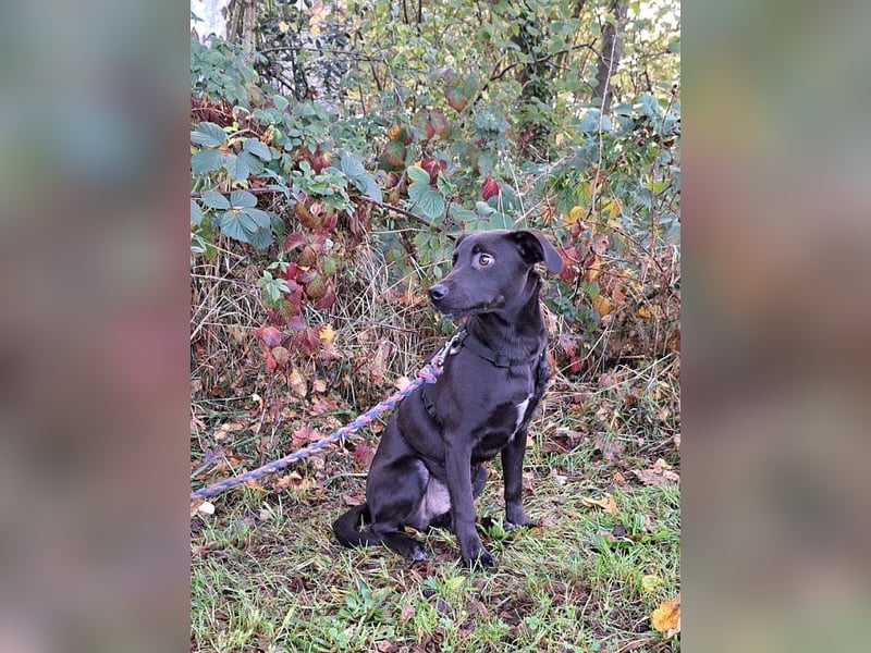 kleiner Labrador-Mix Jungrüde "Boni" sucht ein Zuhause