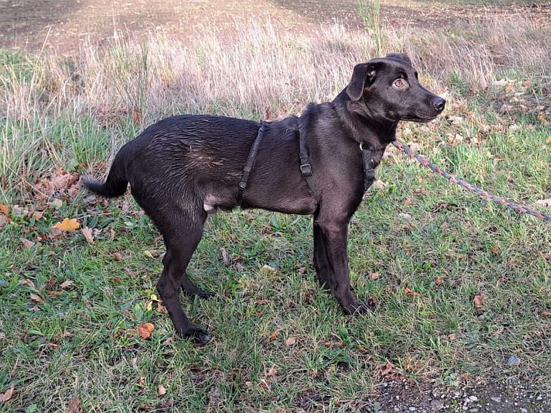 kleiner Labrador-Mix Jungrüde "Boni" sucht ein Zuhause