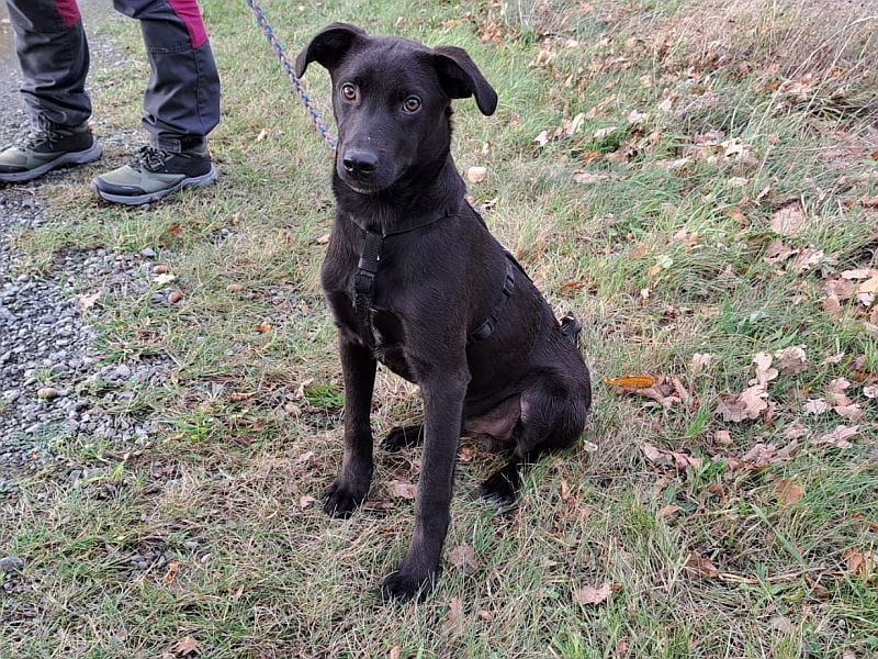 kleiner Labrador-Mix Jungrüde "Boni" sucht ein Zuhause