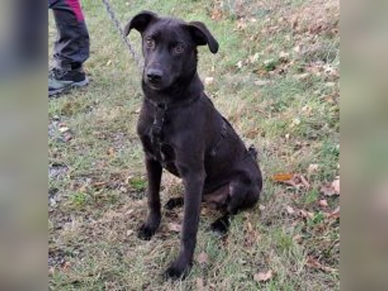 kleiner Labrador-Mix Jungrüde "Boni" sucht ein Zuhause