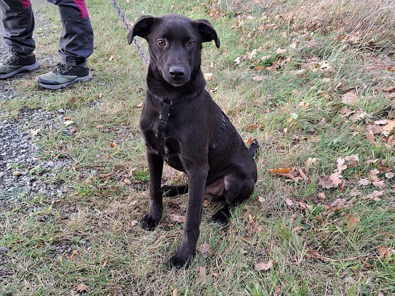 kleiner Labrador-Mix Jungrüde "Boni" sucht ein Zuhause