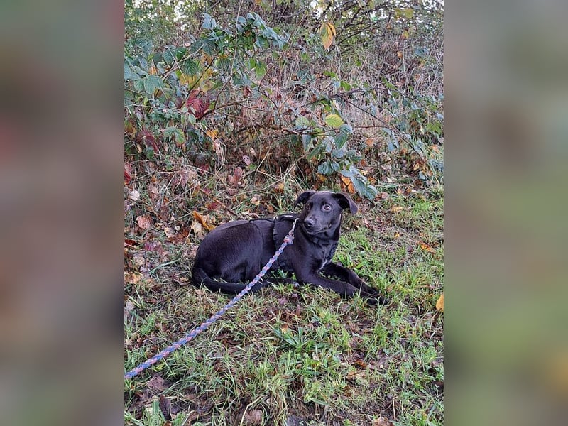 kleiner Labrador-Mix Jungrüde "Boni" sucht ein Zuhause