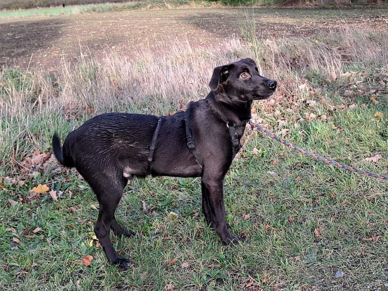 kleiner Labrador-Mix Jungrüde "Boni" sucht ein Zuhause