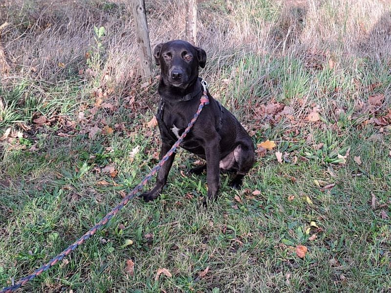kleiner Labrador-Mix Jungrüde "Boni" sucht ein Zuhause