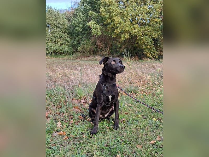 kleiner Labrador-Mix Jungrüde "Boni" sucht ein Zuhause
