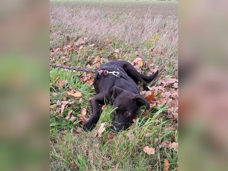 kleiner Labrador-Mix Jungrüde "Boni" sucht ein Zuhause
