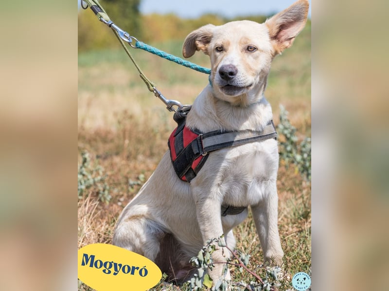 Mogyoro SI, freundlich, verträglich