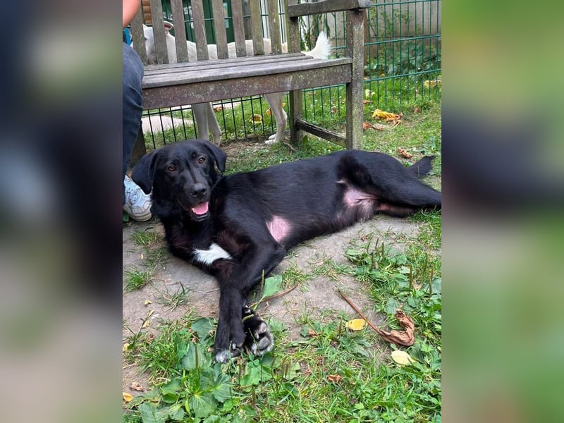 ♥JAMIE♥ neu auf Pflegestelle bei Köln - fröhlicher, aufgeschlossener echter Herzenshund 50cm